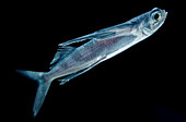 Spotfin Flyingfish