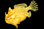 Sargassum Anglerfish
