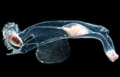 Heteropod Mollusk