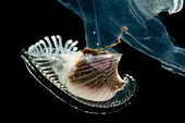 Heteropod Mollusk