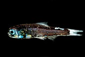 Soft Lanternfish