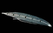 Larval Eel