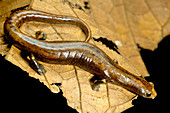 Nauta Palm Foot Salamander