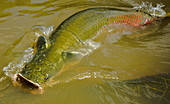 Pirarucu or Arapaima