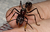 Bullet Ant on Hand