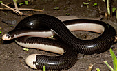 Reticulate Worm Snake