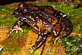 Rosy Ground Frog