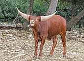 Watusi Cattle Bull