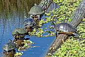 Turtles (Pseudemys sp.) basking