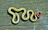 Southern Ring-necked Snake