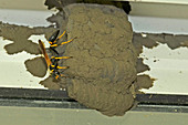 Black and Yellow Mud Dauber Wasp
