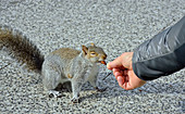 Grey Squirrel eats almond