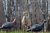 Eastern Wild Turkey and Deer