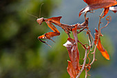 Dead leaf mantis