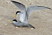 Least Terns Mating