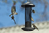 Pine Siskin Squabble