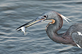 Tricolored Heron with Fish