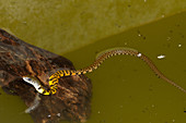 Red-sided Keelback Water snake