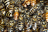 Dwarf Honeybees