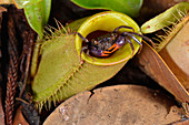 Land crab inside pitcher plant