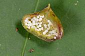 Ant plant chamber for ants