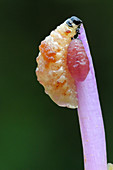 Yellow Orchid Beetle Larvae