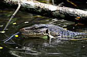 Water Monitor Swimming