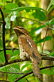 Gould's Frogmouth