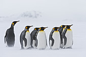 King Penguins