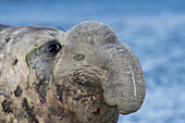 Male Southern Elephant Seal