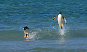 Gentoo Penguin Porpoising