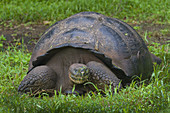 Giant Tortoise