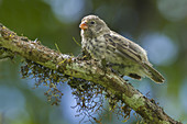Darwin Finch on Santa Cruz Island
