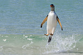 Gentoo Penguin Ashore from Ocean Surf