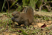 Grey-Bellied Squirrel eating