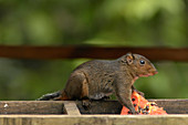 Asian Red-cheeked Squirrel