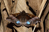 Tropical Noctuid Moth