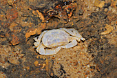 Blind Albino Cave Crab