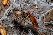 Spider Eats Cockroach