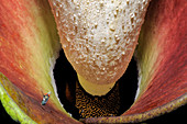 Amorphophallus Flower