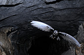 Mossy Swiftlet in Racer Cave