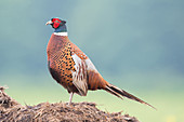 Pheasant (Phasianus colchicus)