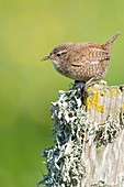 Winter Wren (Troglodytes troglodytes)