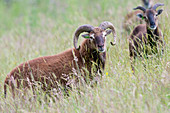 Soay Sheep (Ovis aries)