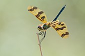 Graphic Flutterer (Rhyothemis graphiptera)