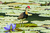 Comb-crested Jacana