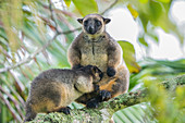 Lumholtz's Tree Kangaroo (D. lumholtzi)