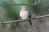 Peaceful Dove (Geopelia striata)