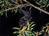 Black flying fox (Pteropus alecto)