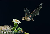 Lesser long-nosed bat at Saguaro Cactus